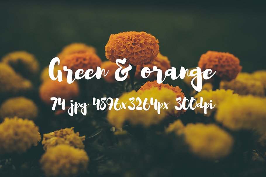 橙黄色花卉高清照片素材 Green and orange photo bundle插图(13)