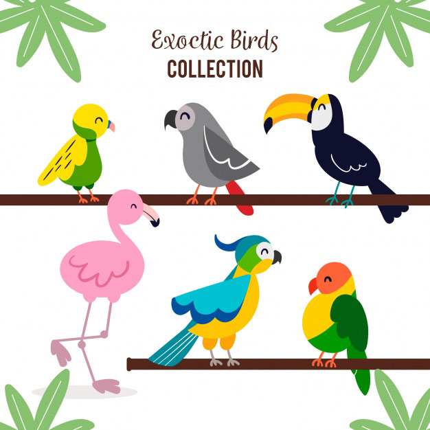 一组可爱卡通鸟类插图 Flat exotic bird collection插图