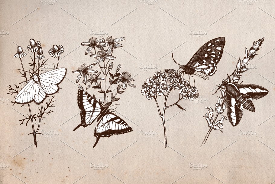 复古风格蝴蝶手绘插画 Vector Butterfly & Flowers Set插图2