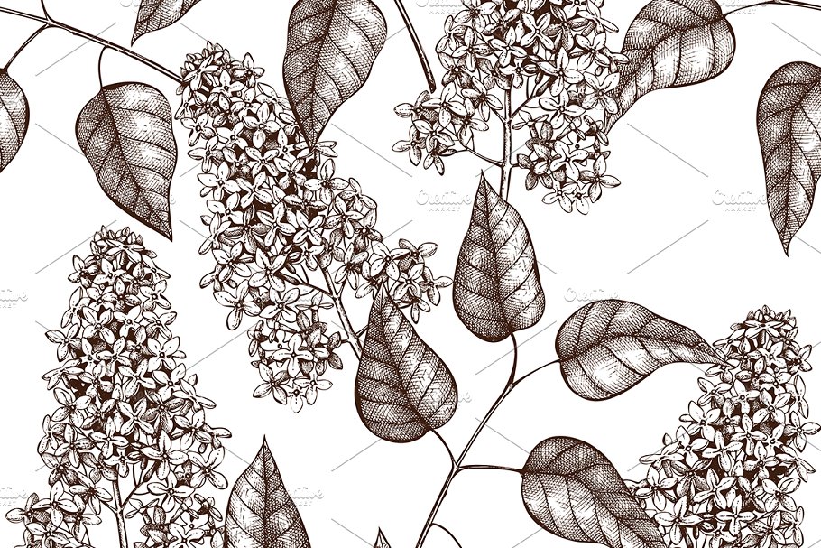 矢量淡紫色植物花卉插图集 Vector Lilac Illustrations Set插图(5)