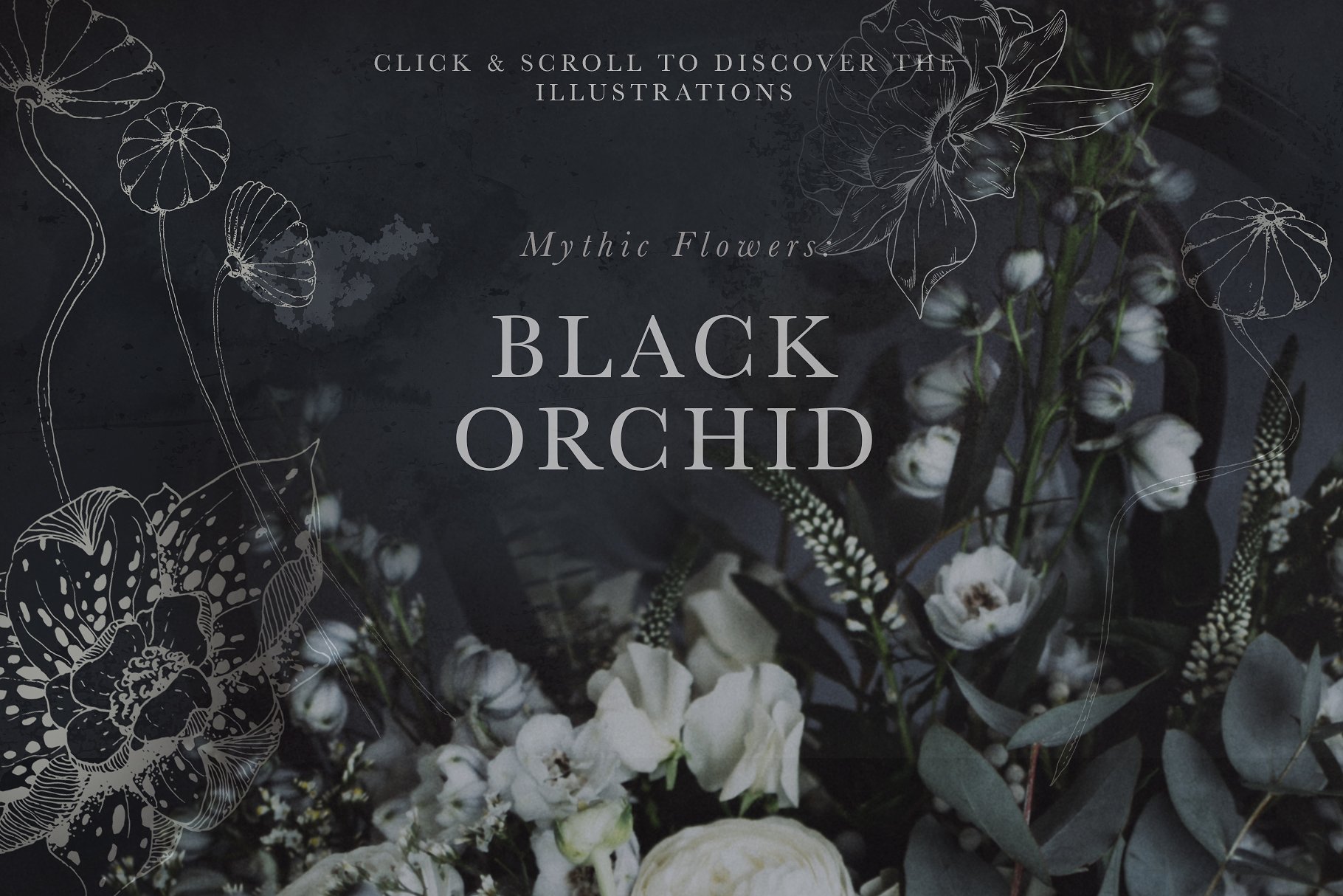 虚实结合黑色背景手绘矢量花卉图形素材 Black Orchid Illustration Set插图1