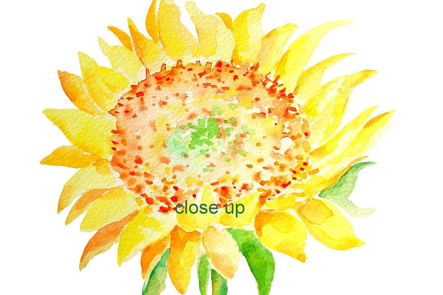 水彩向日葵剪贴画 Watercolor Clipart – Sunflowers插图1