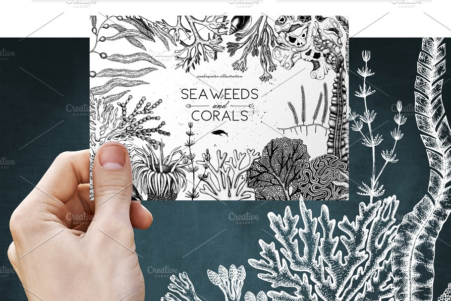 海藻珊瑚矢量插画合集 Vector Seaweeds & Corals Set插图7