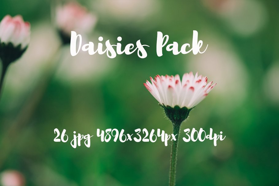 雏菊特写镜头高清照片素材 Daisies photo Pack插图(8)