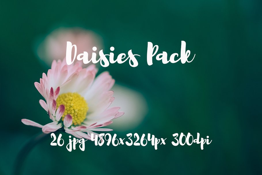 雏菊特写镜头高清照片素材 Daisies photo Pack插图(2)