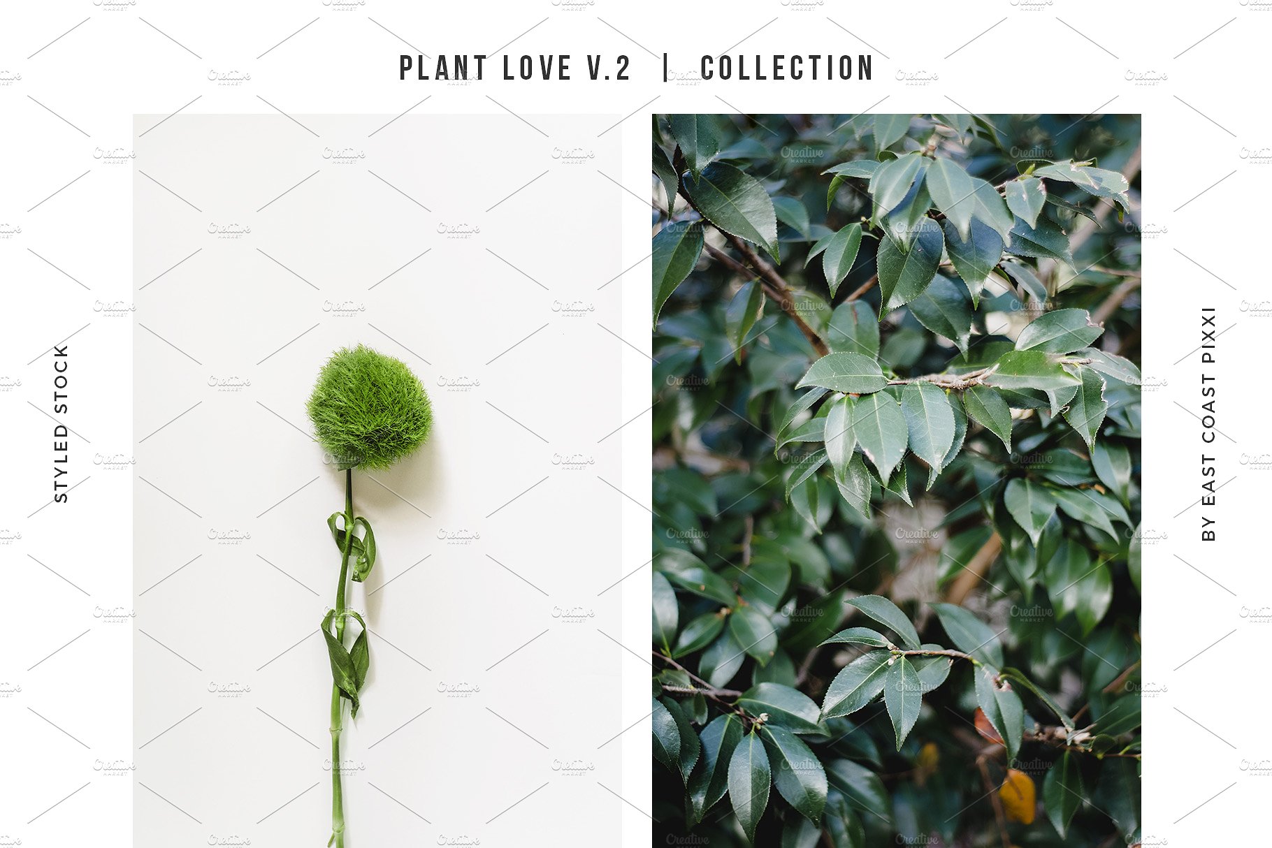 多风格植物叶子元素纹理 Plant Love V.2  Styled Stock Set插图(1)