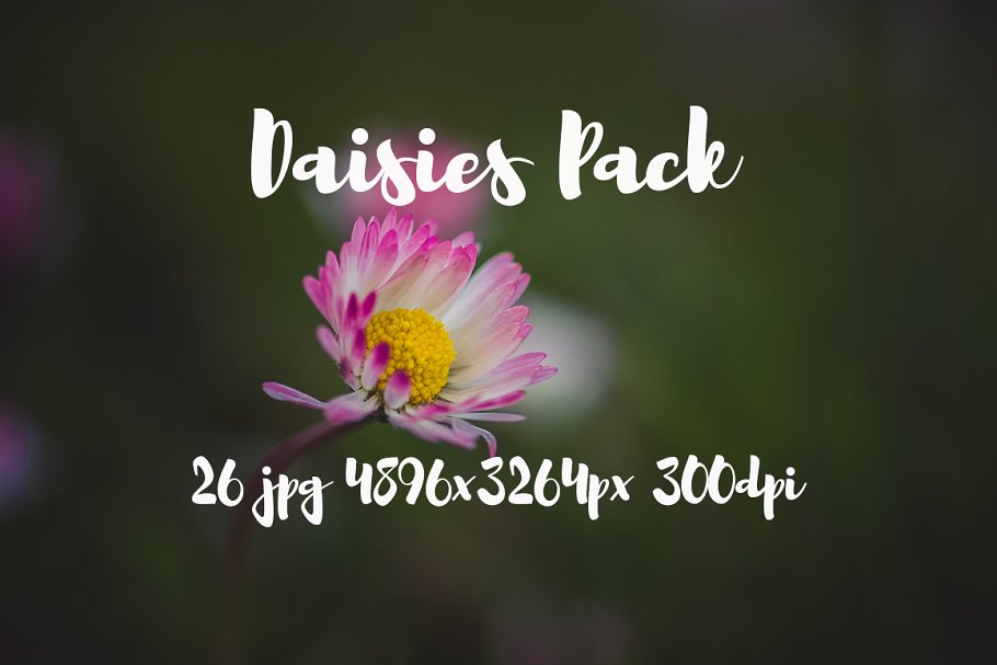 雏菊特写镜头高清照片素材 Daisies photo Pack插图(4)