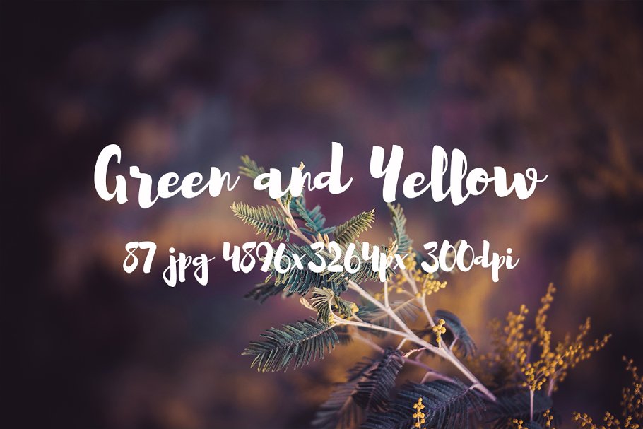 绿色和黄色植物花卉摄影照片集 Green and yellow photo pack插图13