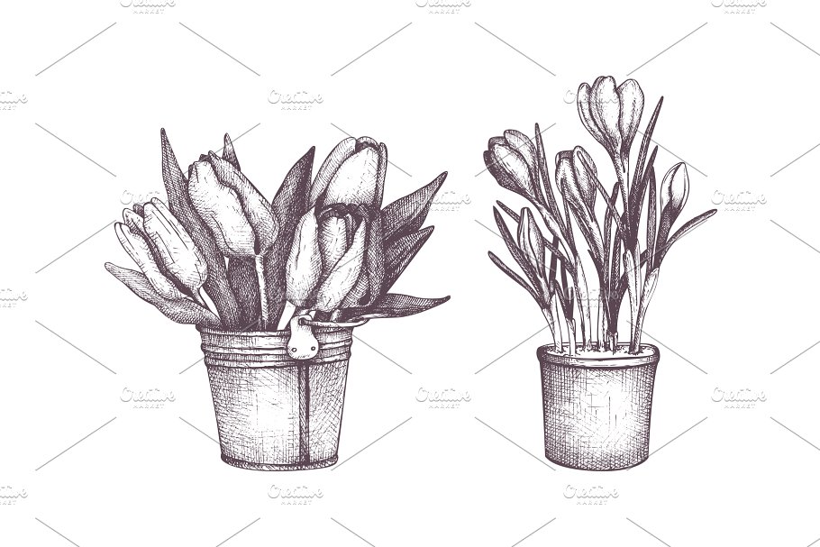 复古手绘春季花卉插图 Vector Flowers Collection插图3