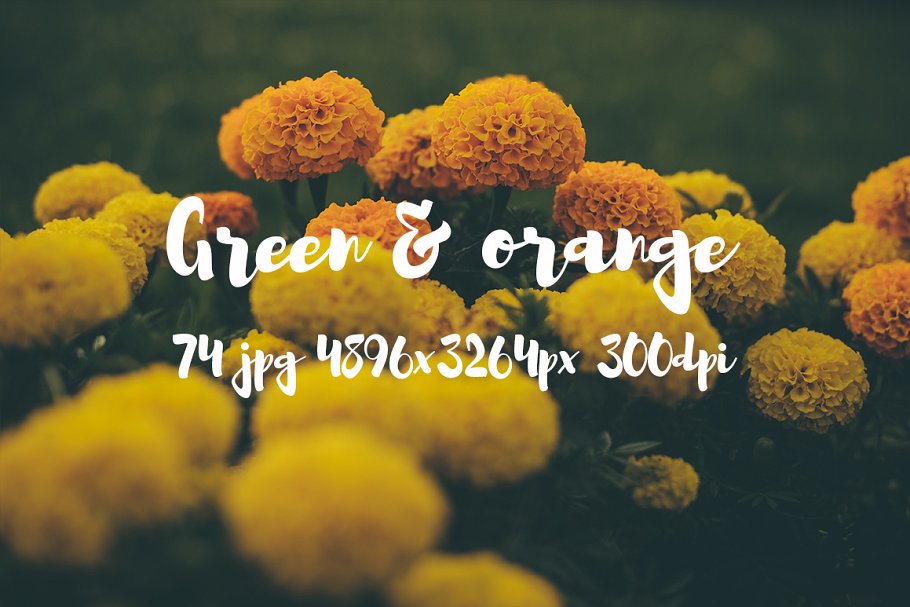 橙黄色花卉高清照片素材 Green and orange photo bundle插图(14)