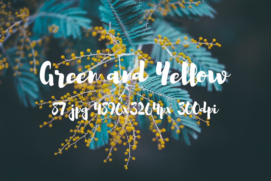 绿色和黄色植物花卉摄影照片集 Green and yellow photo pack插图19