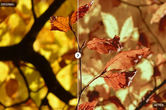50款秋天氛围照片后期处理调色滤镜LR预设 50 Autumn Lightroom Presets插图6