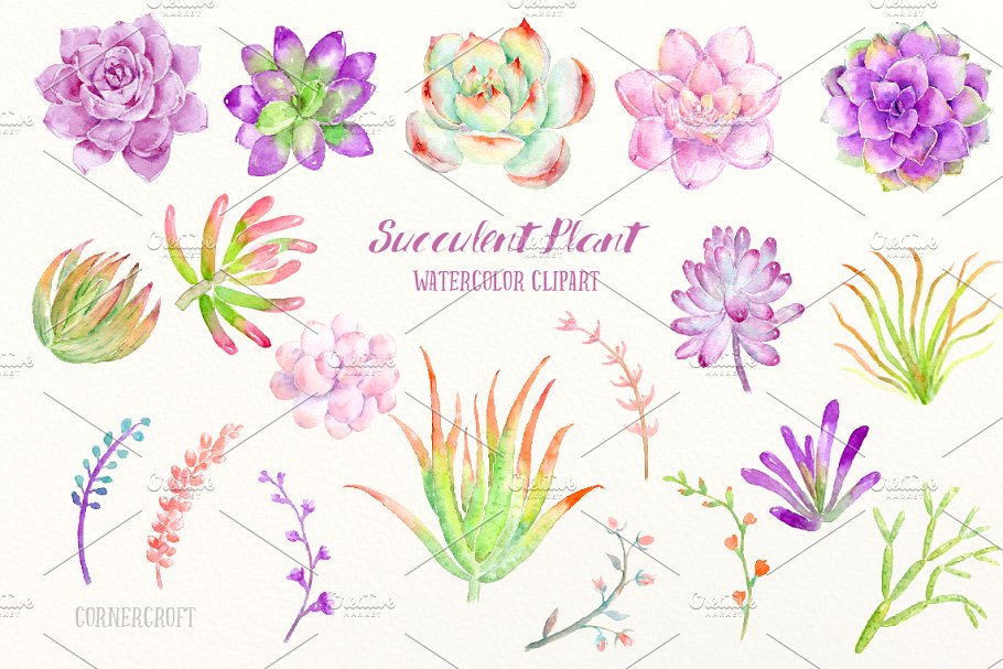 明亮的粉紫色多肉植物插画&花卉框架 Watercolor Succulent Plant插图1