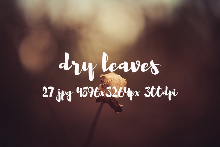 枯叶落叶高清照片素材 Dry leaves photo pack插图(8)