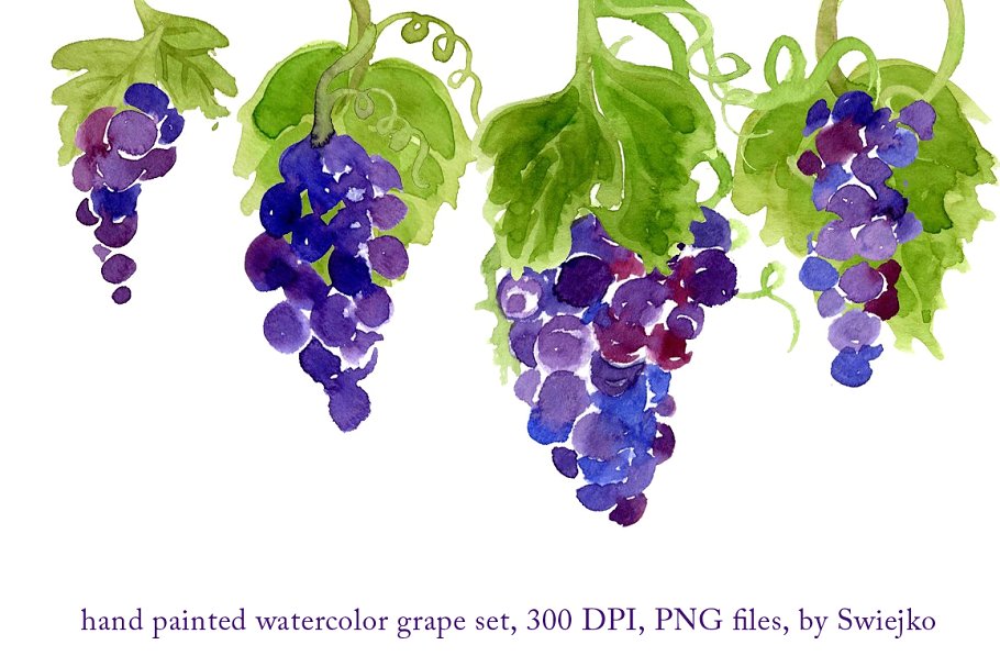 紫葡萄水彩剪贴画图案 Watercolor Grapes插图