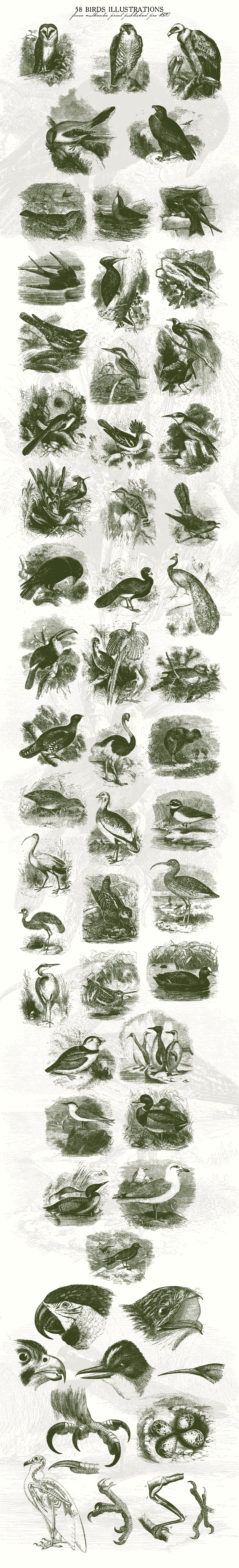 58款复古鸟类插画素材 58 Birds Illustrations插图(3)