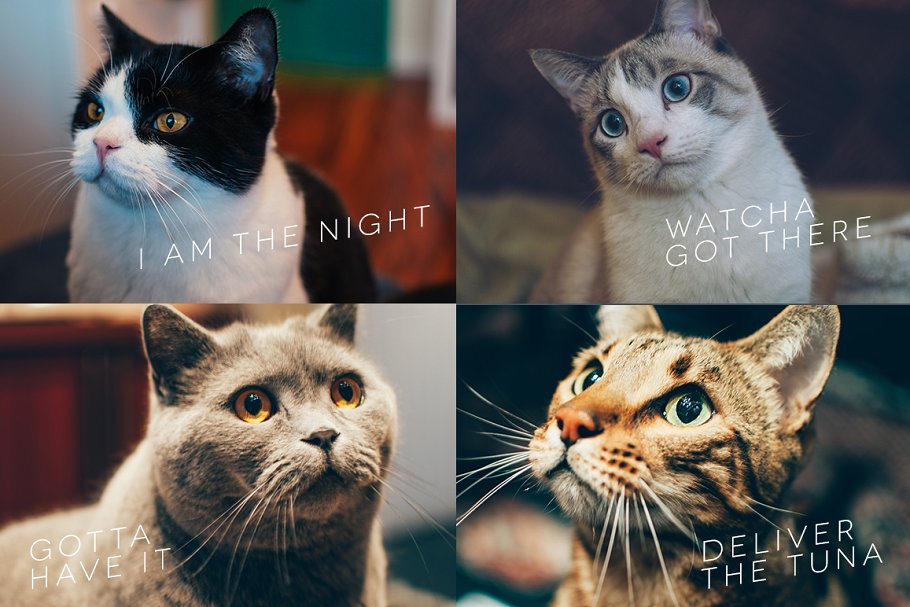 各种宠物猫特写镜头高清照片素材 Hipster Cats Photo Pack插图3