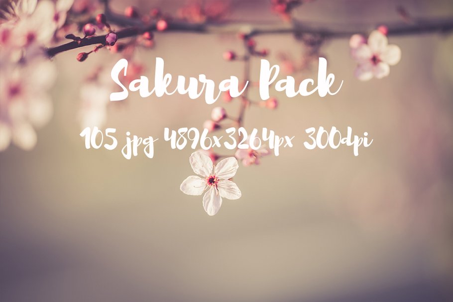 樱花特写高清照片合集 Sakura photo Pack插图4