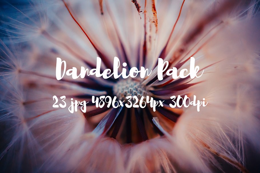 蒲公英特写镜头高清照片素材 Dandelion Pack photo pack插图(14)