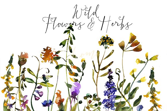 野花草本水彩套装 Wild Flowers & Herbs Watercolor Set插图(1)