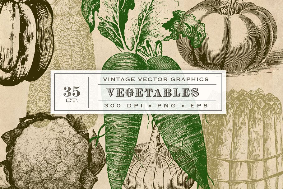 复古原始蔬菜植物矢量插图 Vintage Vegetable Garden Graphics插图