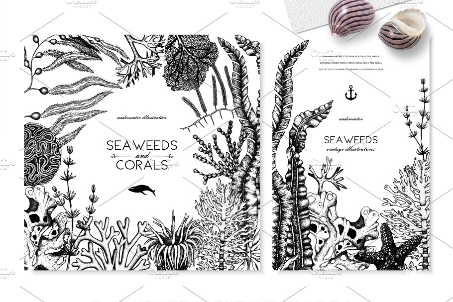 海藻珊瑚矢量插画合集 Vector Seaweeds & Corals Set插图4