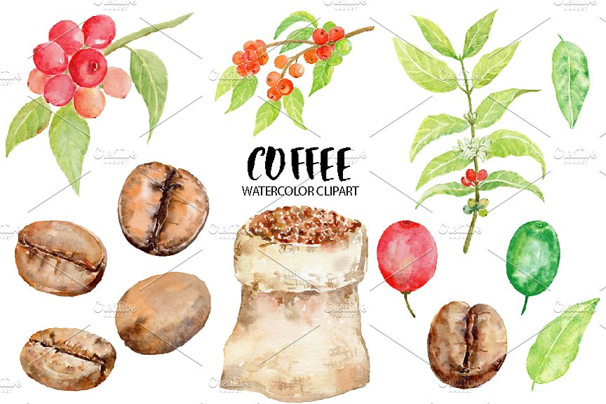 手绘水彩咖啡豆种植剪贴画 Watercolor Coffee Beans Clipart插图(1)