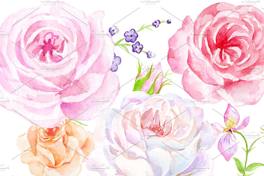 经典手绘水彩玫瑰元素合集 Watercolor Classic Vintage Rose插图(5)