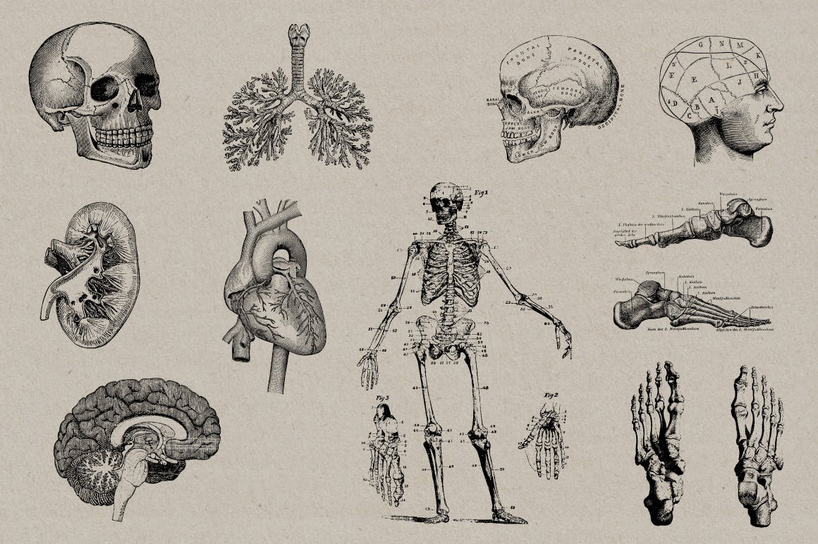 50个老式人体解剖矢量插图 Vintage Anatomy Vectors插图(1)