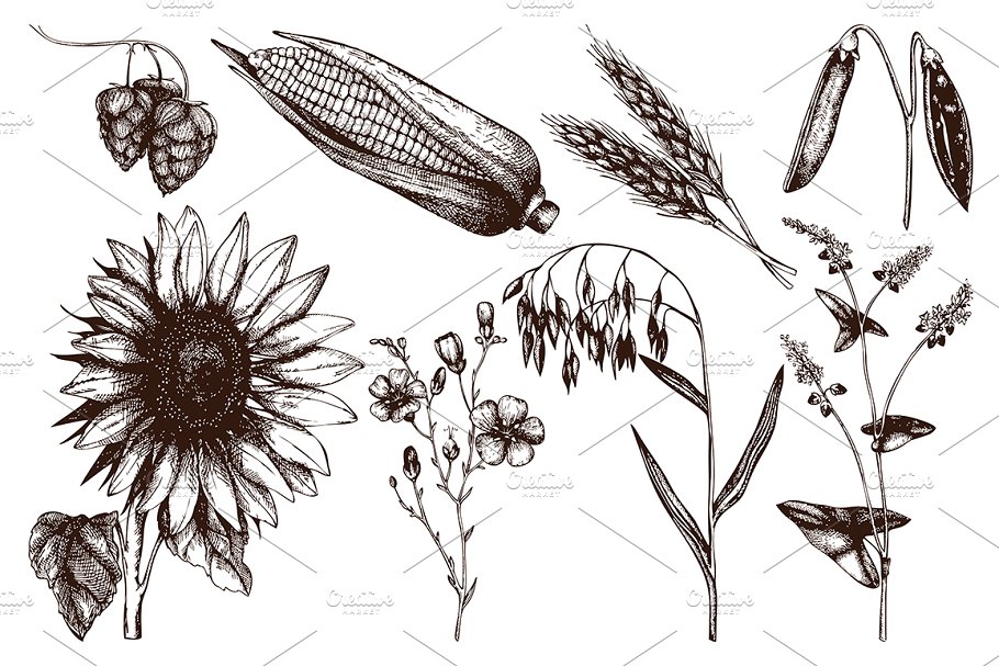 老式矢量农场植物插图 Vector Farm Plants Collection插图(1)