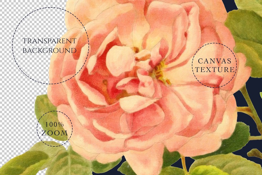 旧时尚老派水彩玫瑰花卉剪贴画合集 Belle Rose Antique Graphics Bundle插图(7)
