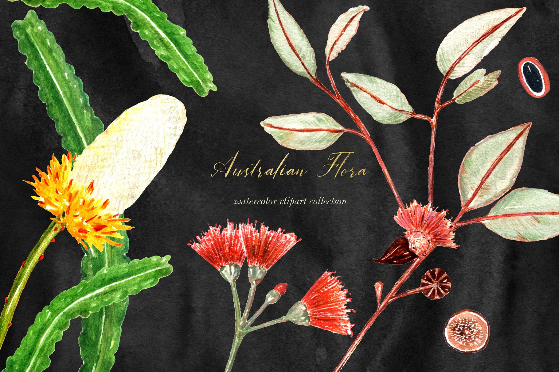 澳大利亚植物水彩剪贴画 Australian Flora Premium watercolor插图(1)