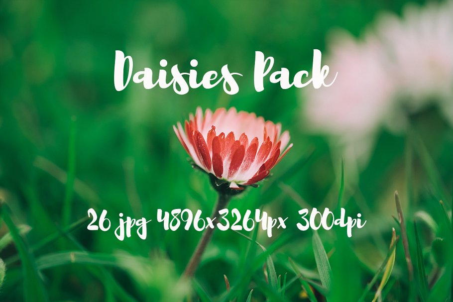 雏菊特写镜头高清照片素材 Daisies photo Pack插图(7)