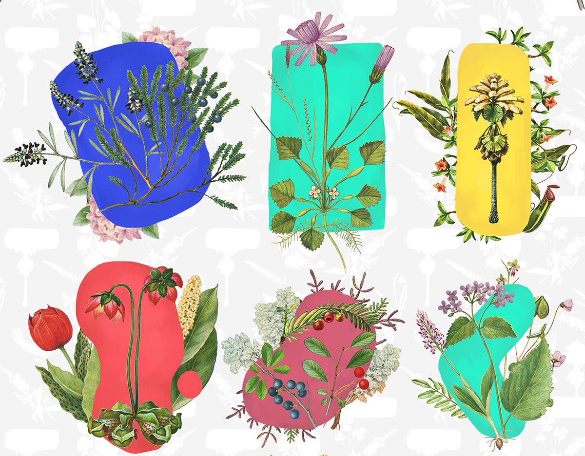 10款草本植物花卉手绘图案蚂蚁素材精选PNG素材 10 Botanical Compositions插图(1)