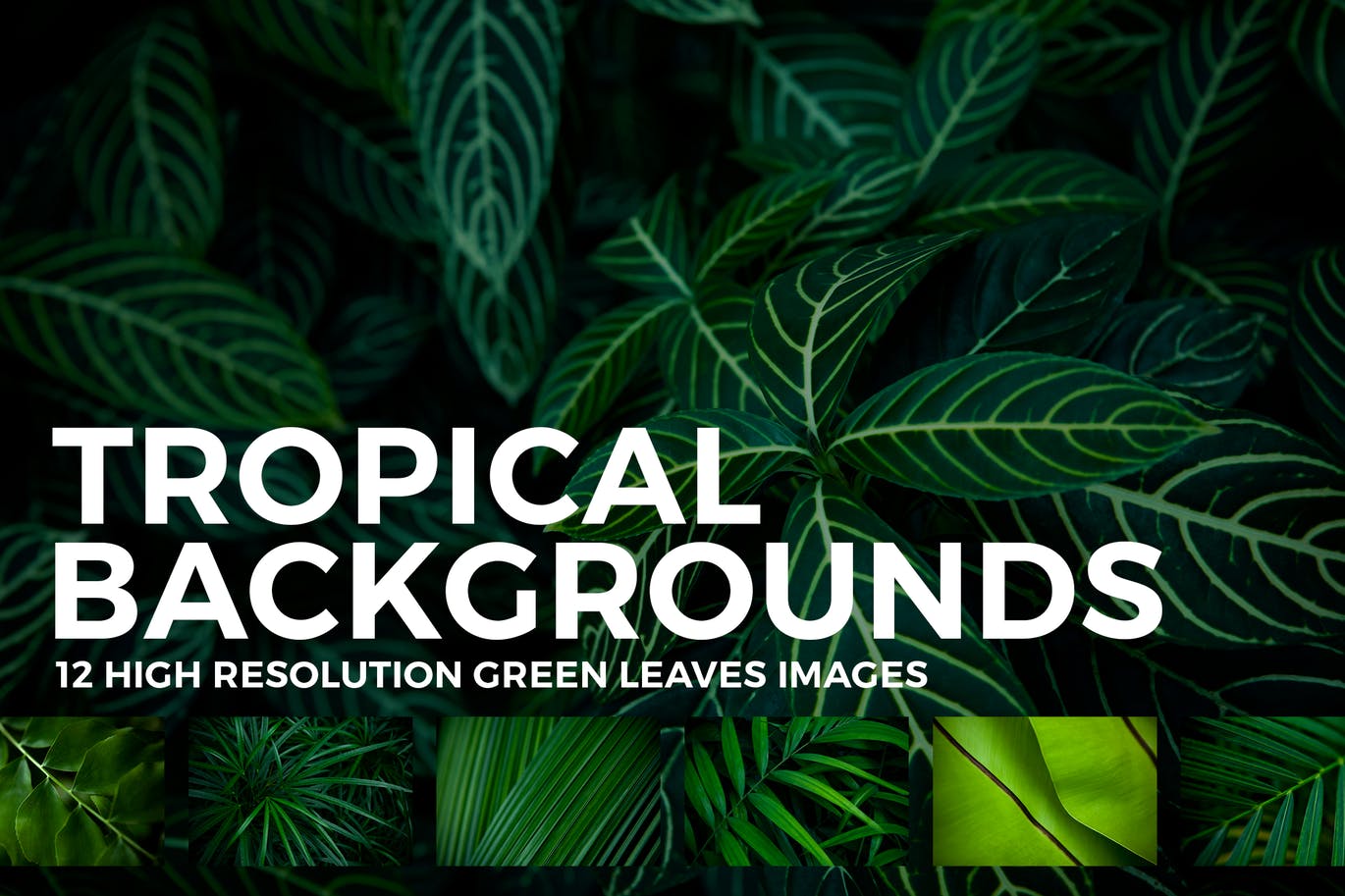 12张热带植物叶子高清背景图素材 12 Tropical Leaves Backgrounds插图