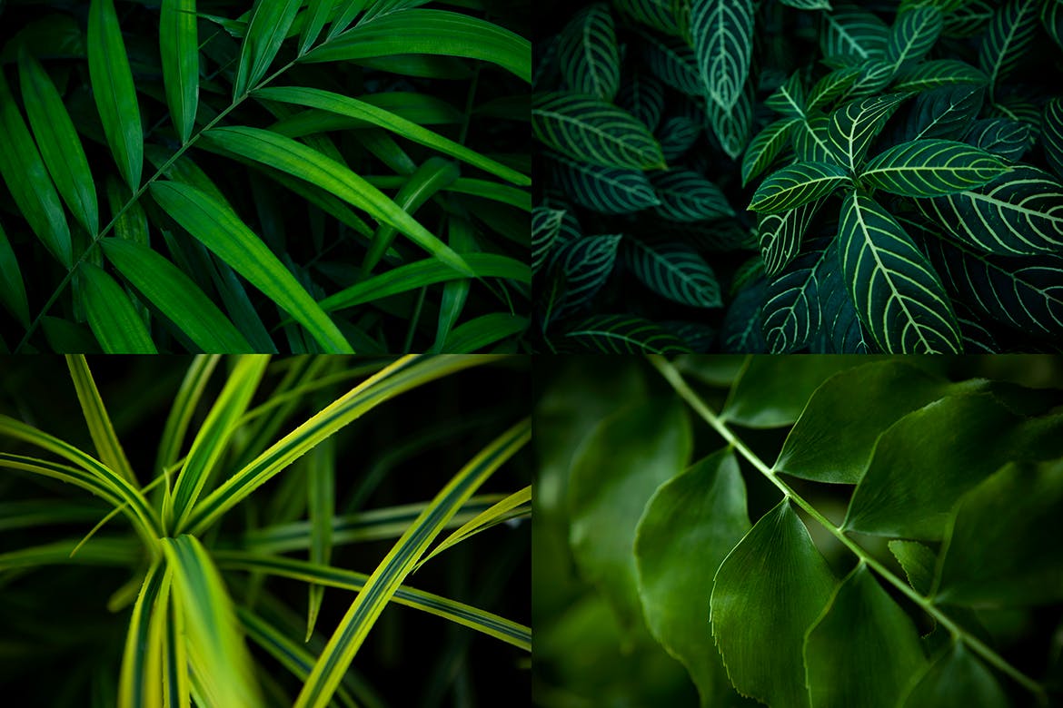 12张热带植物叶子高清背景图素材 12 Tropical Leaves Backgrounds插图1