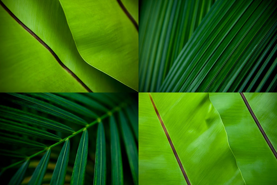 12张热带植物叶子高清背景图素材 12 Tropical Leaves Backgrounds插图(2)
