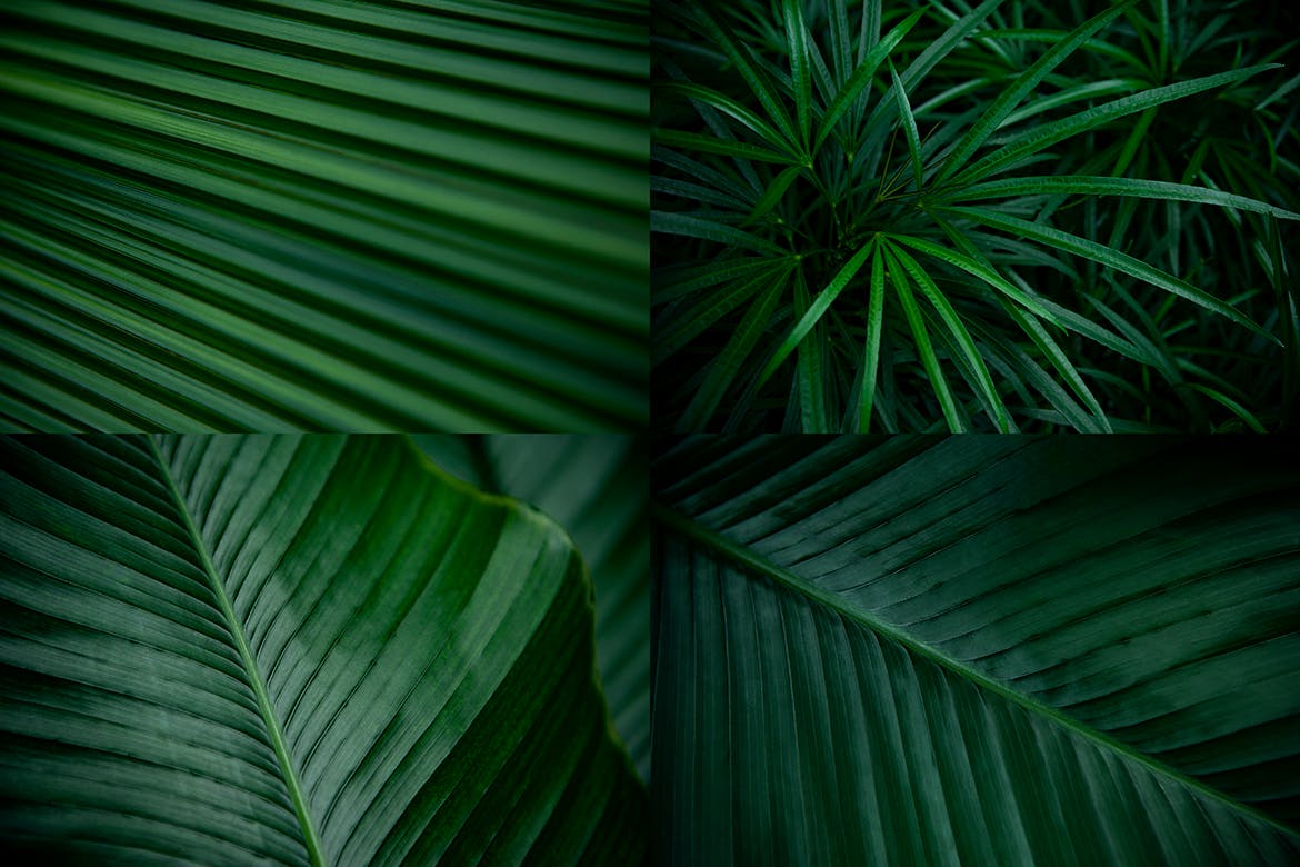 12张热带植物叶子高清背景图素材 12 Tropical Leaves Backgrounds插图(3)