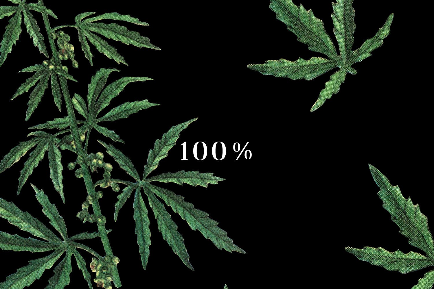 大麻叶子高清图案背景第一素材精选 Cannabis Patterns插图(3)