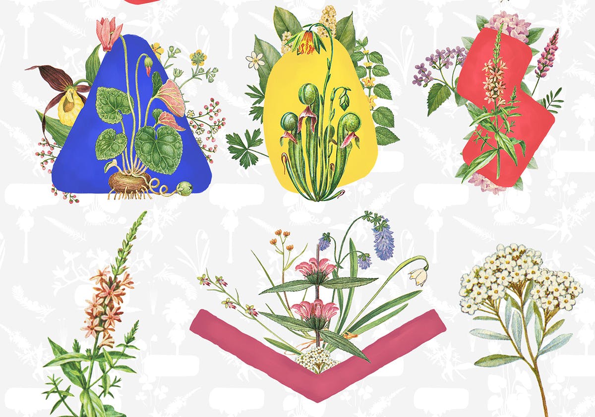 10款草本植物花卉手绘图案蚂蚁素材精选PNG素材 10 Botanical Compositions插图(2)