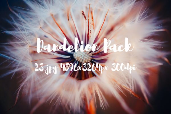 蒲公英特写镜头高清照片素材 Dandelion Pack photo pack缩略图 蒲公英特写镜头高清照片素材 Dandelion Pack photo pack
