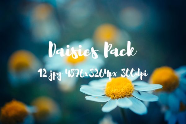 野花花卉特写镜头高清照片素材 Daisies Pack photo pack