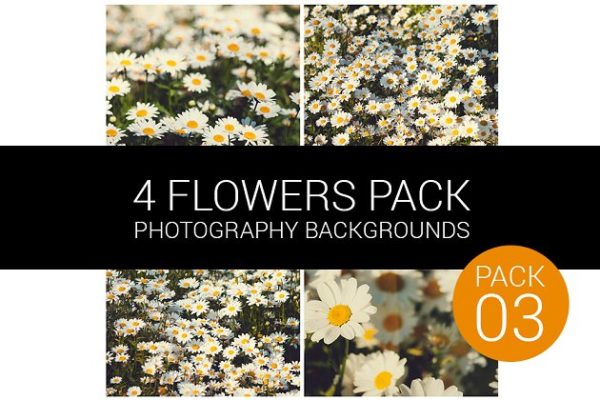 雏菊/太阳菊花束背景图片03  Flower Pack 03