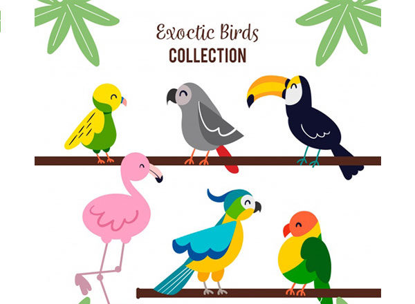 一组可爱卡通鸟类插图 Flat exotic bird collection缩略图 一组可爱卡通鸟类插图 Flat exotic bird collection