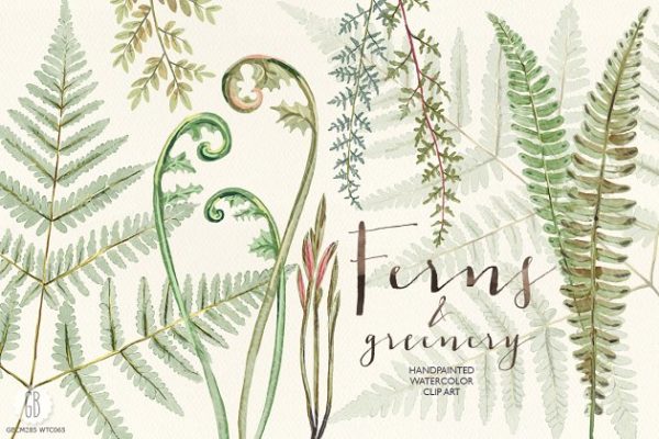 蕨类植物水彩画素材 Watercolor fern art