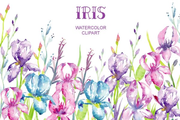 蓝紫色鸢尾属植物花卉水彩插画 Watercolor Blue, Purple Iris Clipart缩略图 蓝紫色鸢尾属植物花卉水彩插画 Watercolor Blue, Purple Iris Clipart