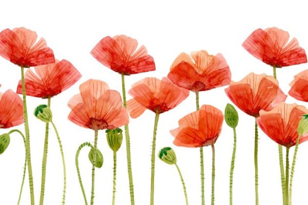 15款邪恶之花罂粟花水彩画 Watercolor Flowers, Poppies缩略图 15款邪恶之花罂粟花水彩画 Watercolor Flowers, Poppies