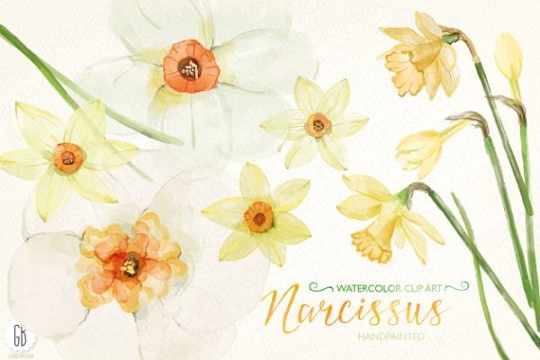 黄水仙水彩剪贴画 Watercolor narcissus, daffodils缩略图 黄水仙水彩剪贴画 Watercolor narcissus, daffodils