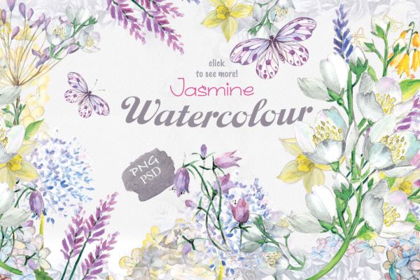 茉莉花、水仙等水彩插画 Jasmine watercolor flowers