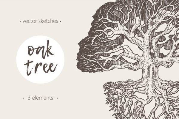老橡树素描矢量插画 Illustration of an old oak tree